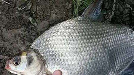 秋天钓鳊鱼是钓底还是钓浮