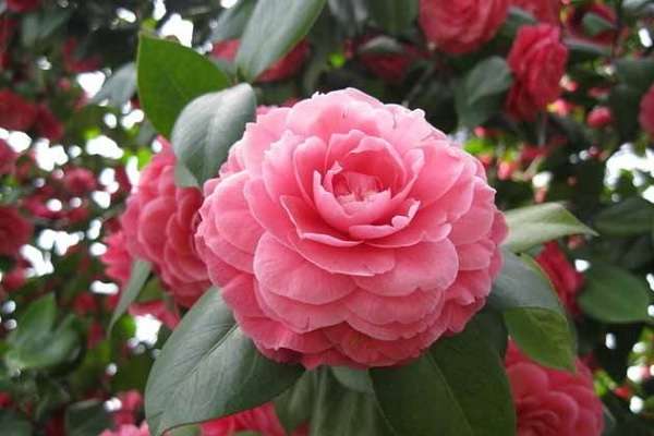 可以用淘米水给茶花施肥吗?