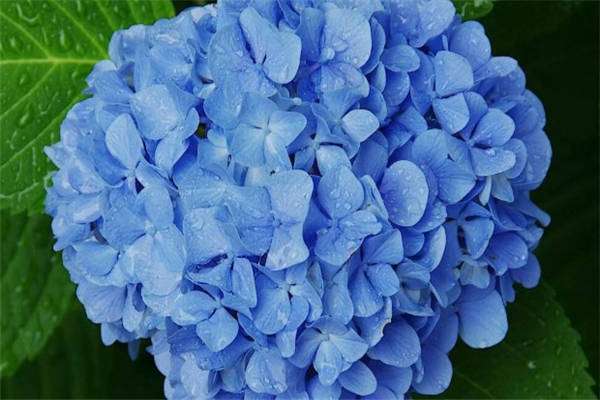 刚移栽绣球花怎么浇水 方法是什么？