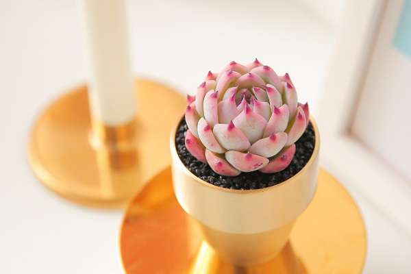 吉娃娃多肉的繁殖方法有哪些 操作方法是什么?