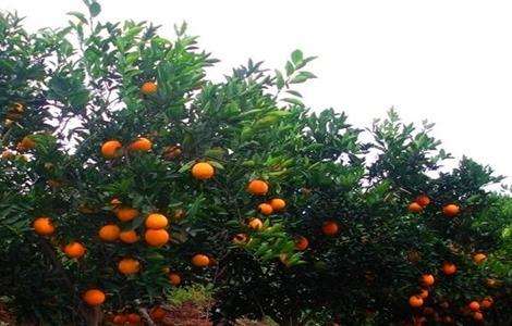 脐橙的保花保果多久?