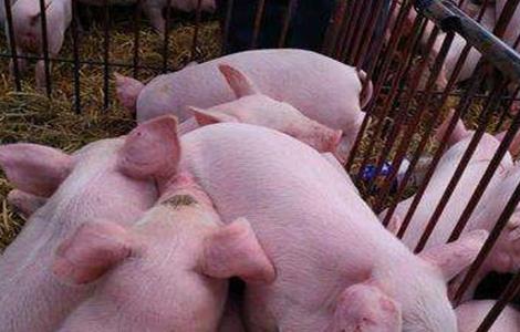 母猪不发情的原因？