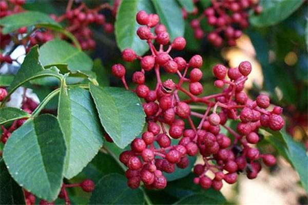 花椒树第二年怎么修剪 方法是什么？