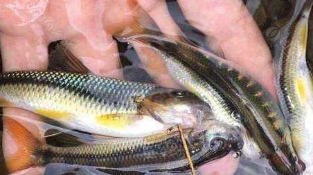 钓马口鱼的技巧和多久？