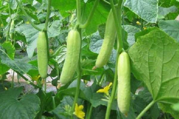 盆栽黄瓜用什么肥料好 施肥要点有哪些？