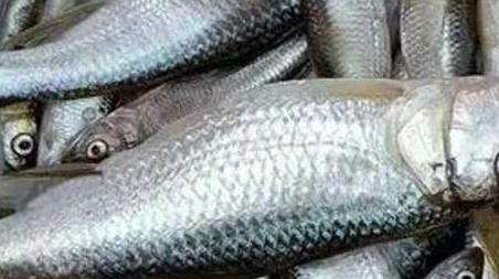 钓马口鱼的技巧和多久？