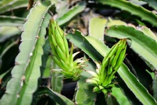 植物烂根最好的处理方法是什么？