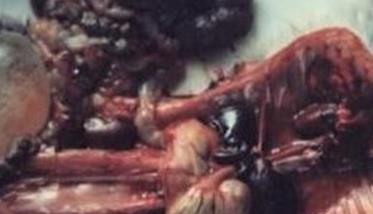 兔病毒性出血症的症状表现与流行特点