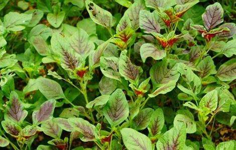 苋菜的田间管理技术