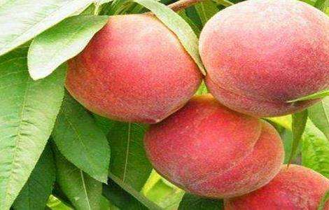 桃子高产栽培管理技术