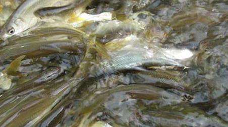 钓黄尾鱼的技巧及注意事项