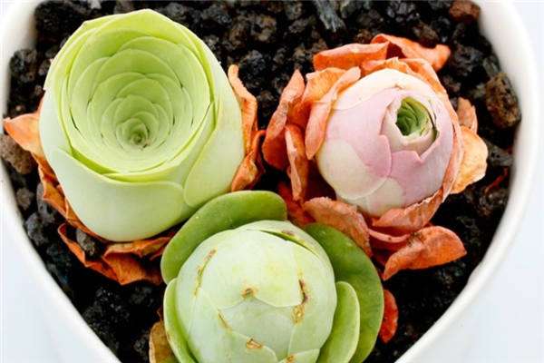 山地玫瑰夏天扒出来养可以吗?