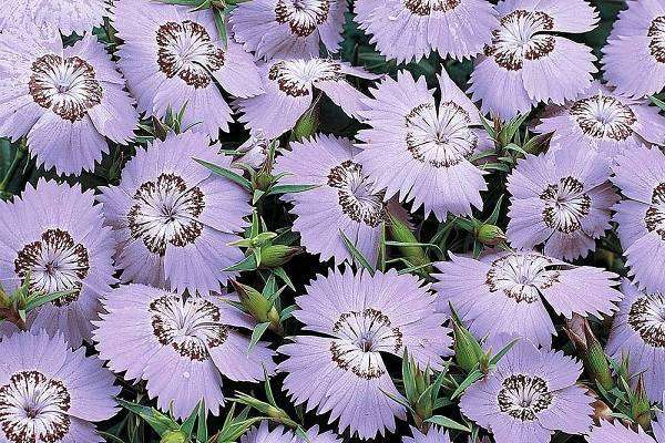 石竹有多少个品种 不同品种石竹图片大全