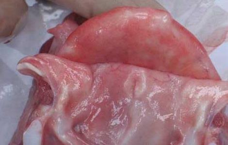 猪大肠杆菌病防治多久？