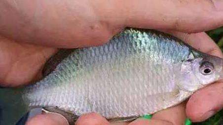 鳑鲏鱼钓底还是钓浮