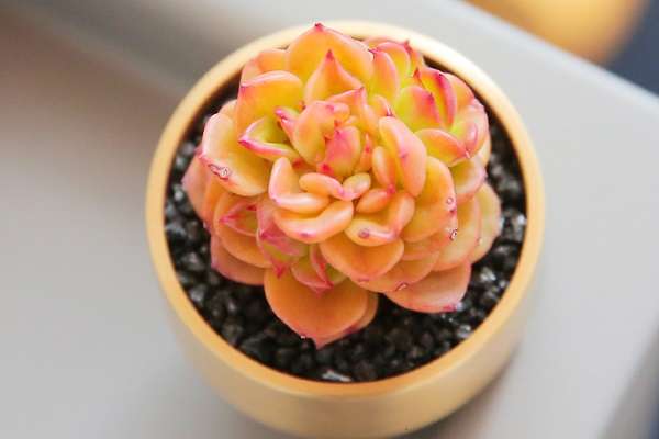 蜡牡丹多肉如何繁殖 哪种方法最常用