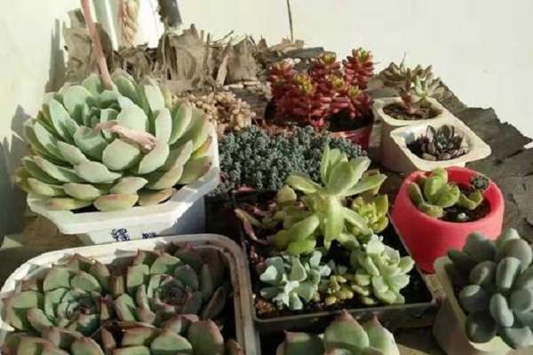 干土给多肉上盆后怎样浇水 需要注意什么？