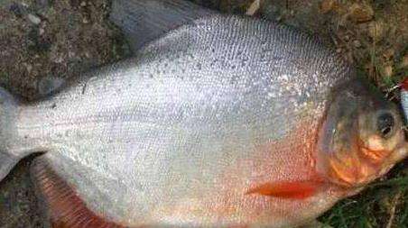淡水白鲳能路亚钓吗?