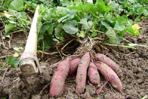 红薯施肥的最佳时间 什么时候追肥好