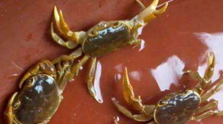 钓螃蟹的最快方法及注意事项