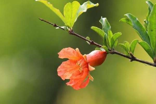 石榴花换盆注意事项 秋季可以换盆吗?