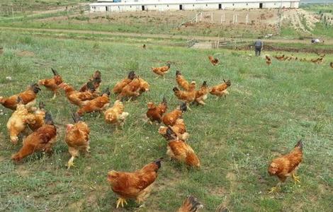 散养鸡的养殖多久？