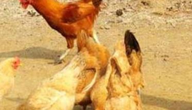 鸡传染性鼻炎的流行特点与预防、治疗多久?