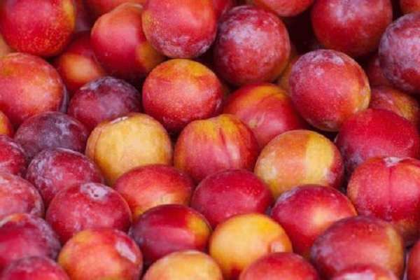 李子是什么季节水果 挑选技巧有哪些？