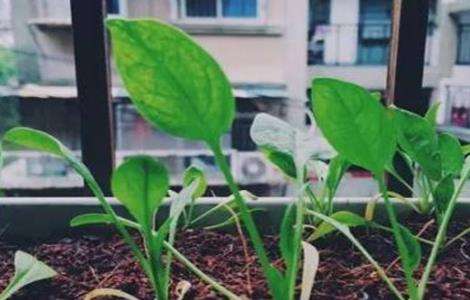 菠菜播种出苗率低怎么办?