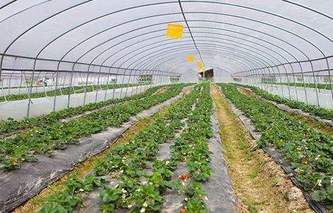 冬季大棚通风要点