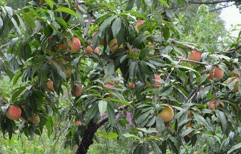 桃子高产栽培管理技术