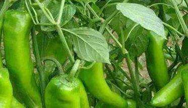 辣椒软腐病的症状有哪些 如何防治？