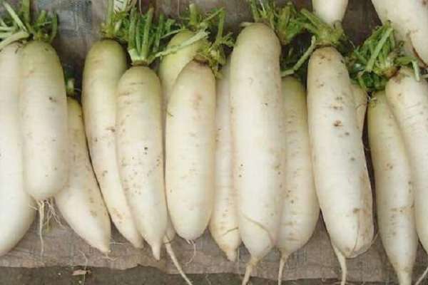 白萝卜怎么浇水与施肥 注意事项有哪些？