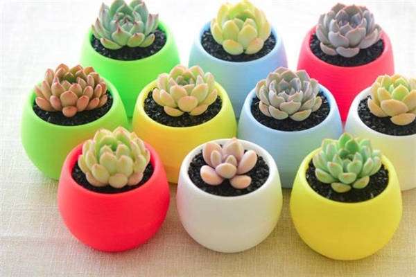 移栽多肉植物注意事项 要浇水吗？