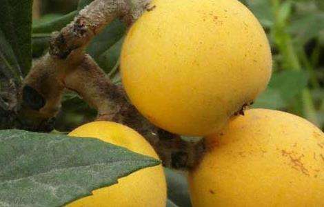 大果枇杷的种植栽培技术