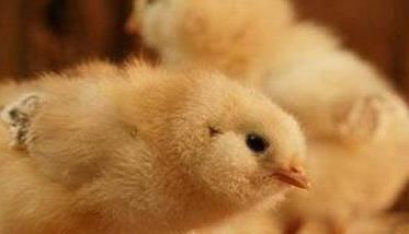 小鸡拉白屎是什么原因 怎样预防和防治鸡拉白屎