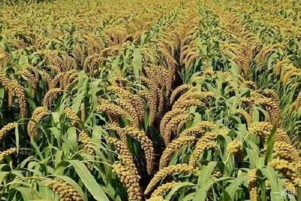 张杂谷18号每亩产量是多少？