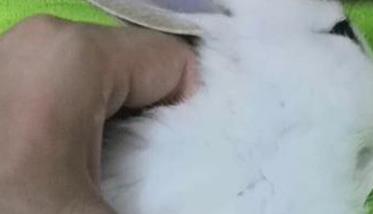 兔子球虫病症状简介 兔子球虫病怎么治?
