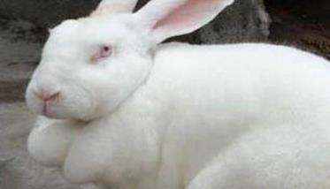 不同时期肉兔的饲养管理