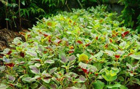 苋菜的田间管理技术