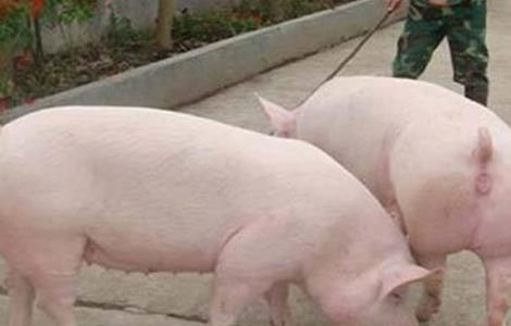 母猪不发情的原因？