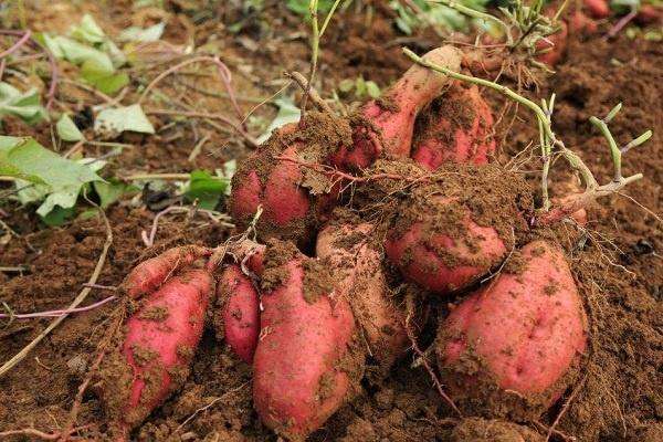 红薯施肥的最佳时间 什么时候追肥好
