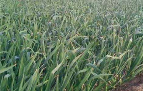 春播大蒜种植技术