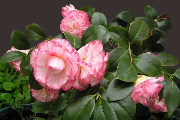 可以用淘米水给茶花施肥吗?