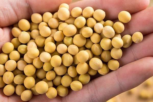 大豆什么时候摘心好 注意事项有哪些？