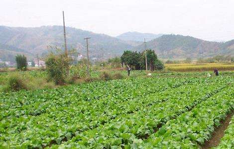蔬菜如何促深根增产