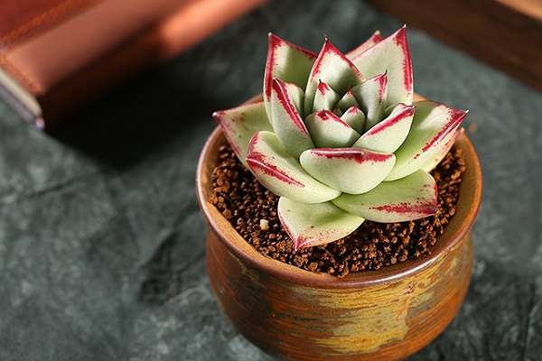 多肉乌木摊大饼怎么办 是什么原因导致的