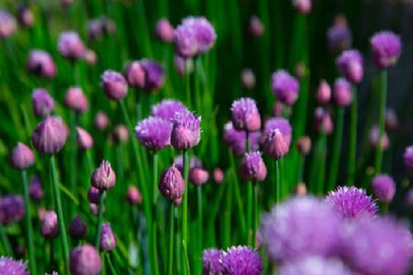 植物过敏怎么办 防治过敏的多久？