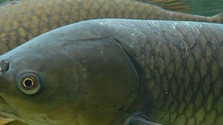 钓草鱼怎么选钓位