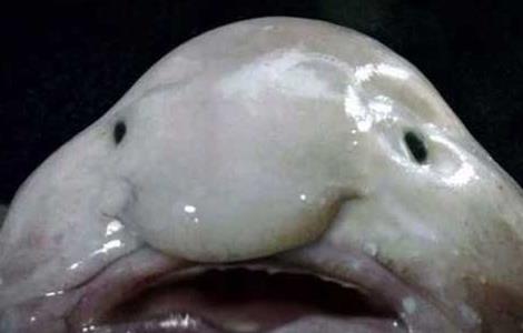 水滴鱼可以吃吗?